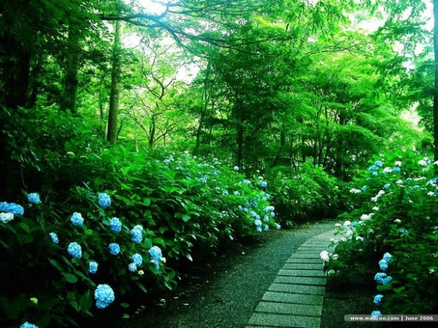 Blue Garden